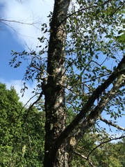Alnus formosana