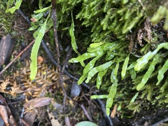 Notogrammitis billardierei