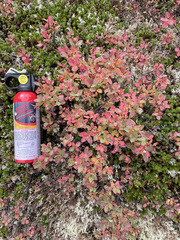 Vaccinium uliginosum