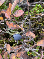 Vaccinium uliginosum