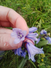 Hyacinthoides