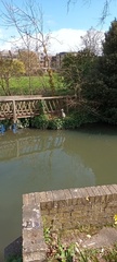 Ardea cinerea