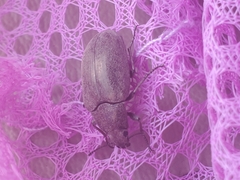 Bothrotes canaliculatus