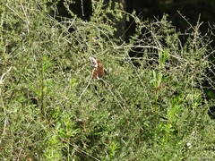 Asparagus acutifolius