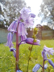 Hyacinthoides