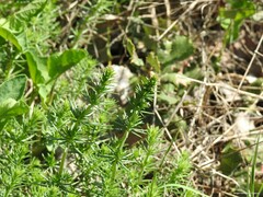 Galium verum