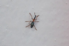 Cylas formicarius