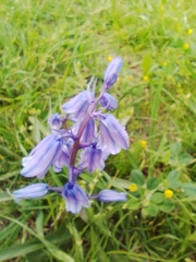 Hyacinthoides