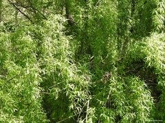 Salix × sepulcralis