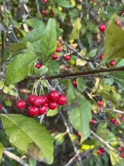 Ilex longipes