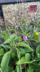 Symphytum officinale