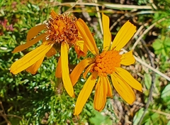 Jacobaea abrotanifolia