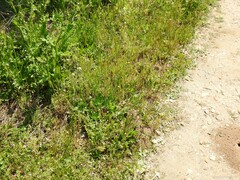 Hordeum murinum leporinum