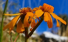 Jacobaea abrotanifolia