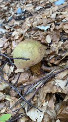 Suillellus luridus