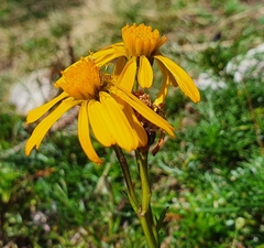 Jacobaea abrotanifolia
