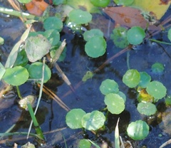 Hydrocotyle verticillata