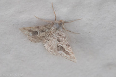 Frederickia s-signata