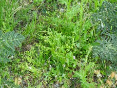 Geranium molle