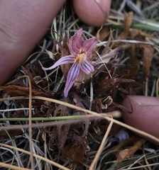 Aphyllon californicum