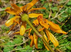 Jacobaea abrotanifolia