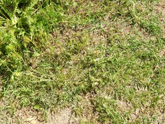 Hordeum murinum leporinum