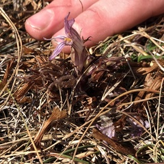 Aphyllon californicum