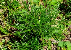 Jacobaea abrotanifolia