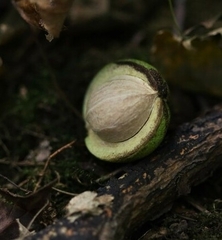 Carya ovata