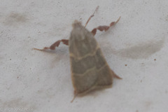 Parachma ochracealis