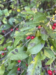 Ilex longipes