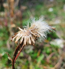 Jacobaea abrotanifolia