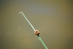 Schoenoplectus americanus