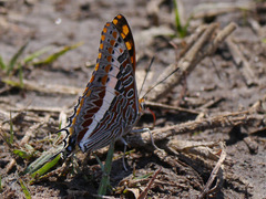 Charaxes saturnus saturnus