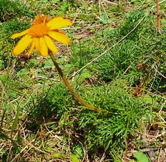 Jacobaea abrotanifolia