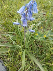 Hyacinthoides