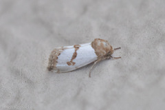 Schinia chrysellus