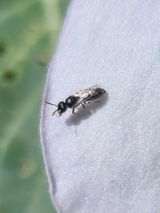 Hylaeus