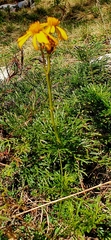 Jacobaea abrotanifolia