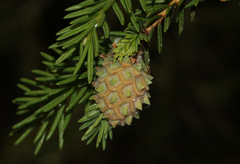 Adelges abietis