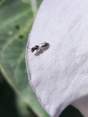 Hylaeus