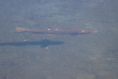Oncorhynchus clarkii
