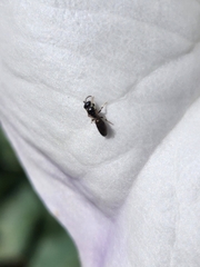 Hylaeus