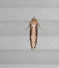 Atomotricha