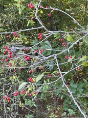 Ilex longipes
