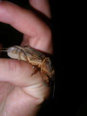 Gryllotalpa gryllotalpa