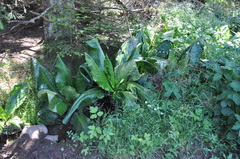Lysichiton americanus