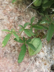 Passiflora bryonioides