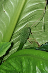 Lysichiton americanus