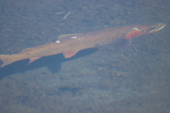 Oncorhynchus clarkii